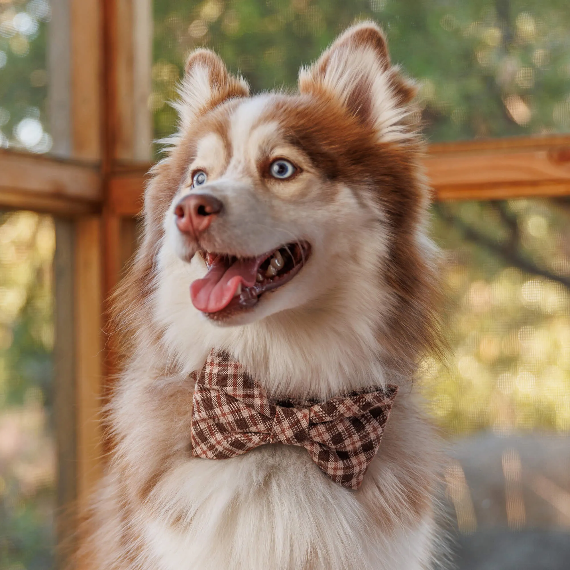 Heather Taylor Home x TFD Hudson Plaid Bow Tie Collar