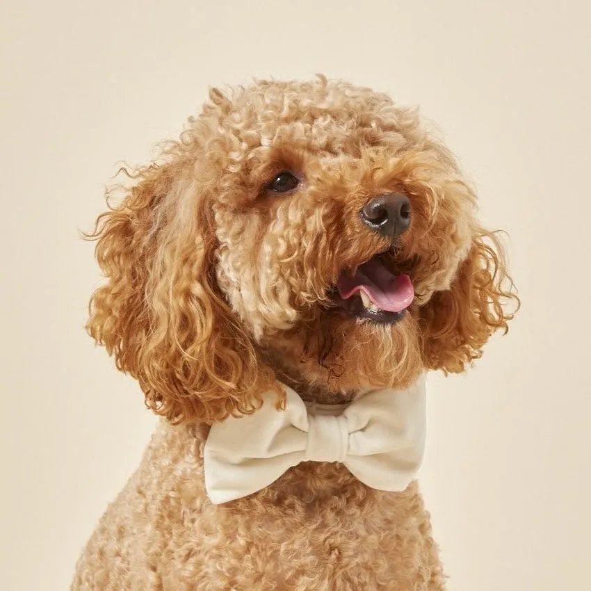 Ivory Velvet Bow Tie Collar