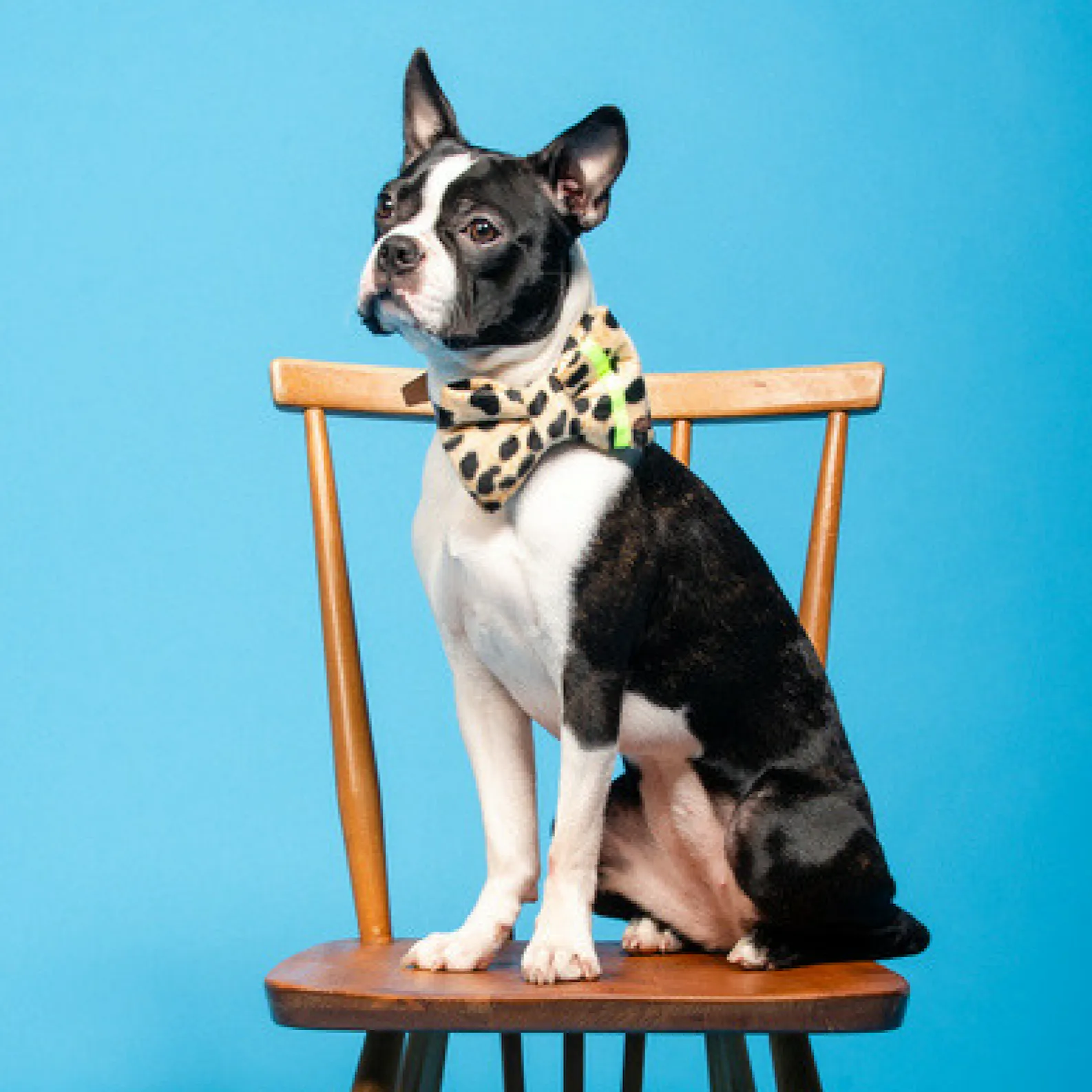 Neon Leopard Dog Bow Tie | Yellow