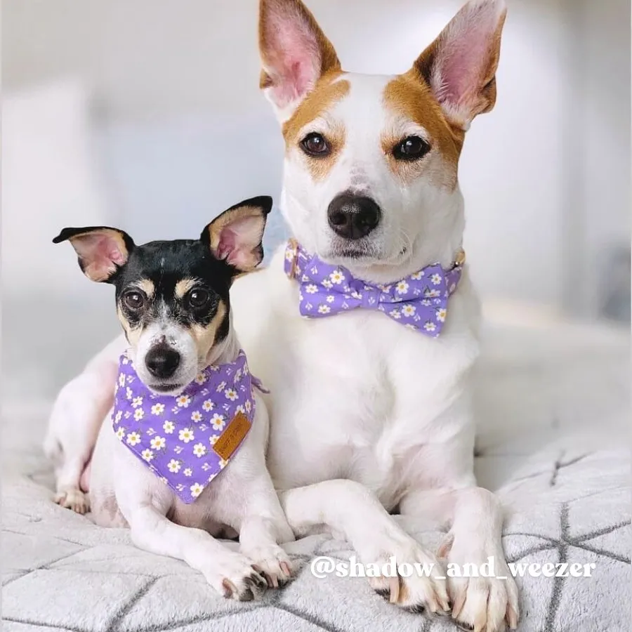 Purple Daisy Bowtie Unbreakable Collar™ & Leash Set